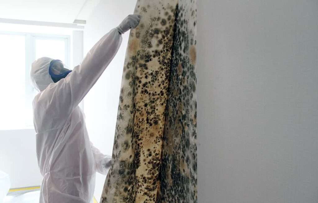 mold remediation mold removal